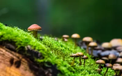 Día Mundial de la Ecología