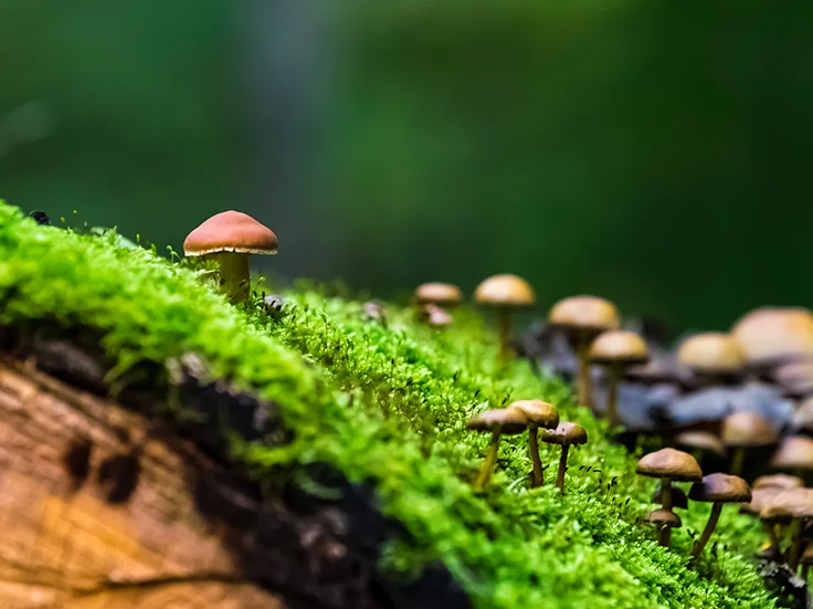 Saborea tu salud - Día de la Ecología